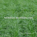 High quality Lolium perenne L. seeds for growing